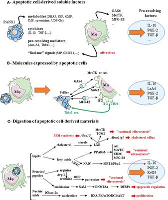 Resolution therapy: Harnessing efferocytic macrophages to trigger the resolution of inflammation